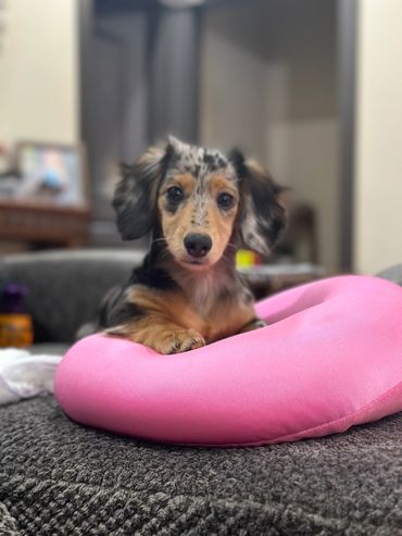 A small dog resting on a pink cushion indoors.