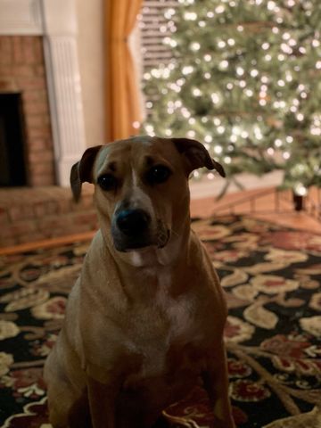 A dog sitting indoors with a decorated Christmas tree in the background.