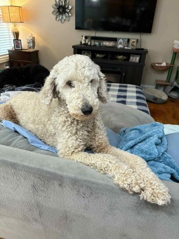 A curly-haired dog lounging on a couch in a cozy living room.