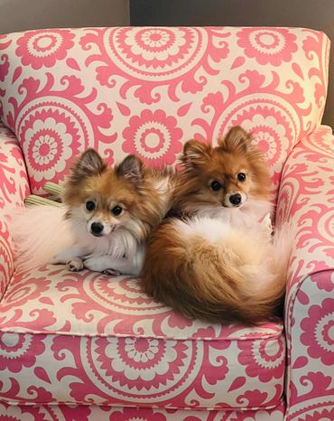 Two fluffy dogs resting on a pink patterned armchair.