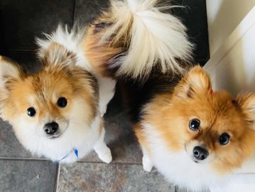 Two fluffy Pomeranian dogs looking up with curious eyes indoors.