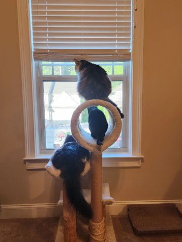 Three cats perched on a cat tree, looking out the window together.