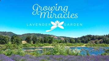 Growing Miracles Lavender Garden