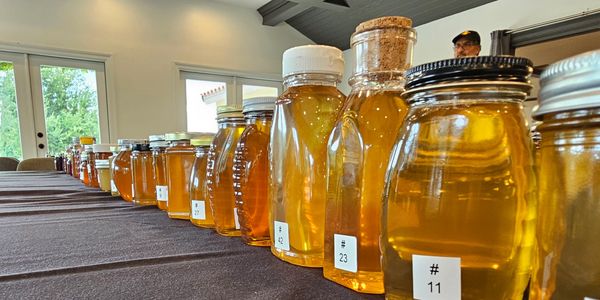 Jars of honey lined up on a table.