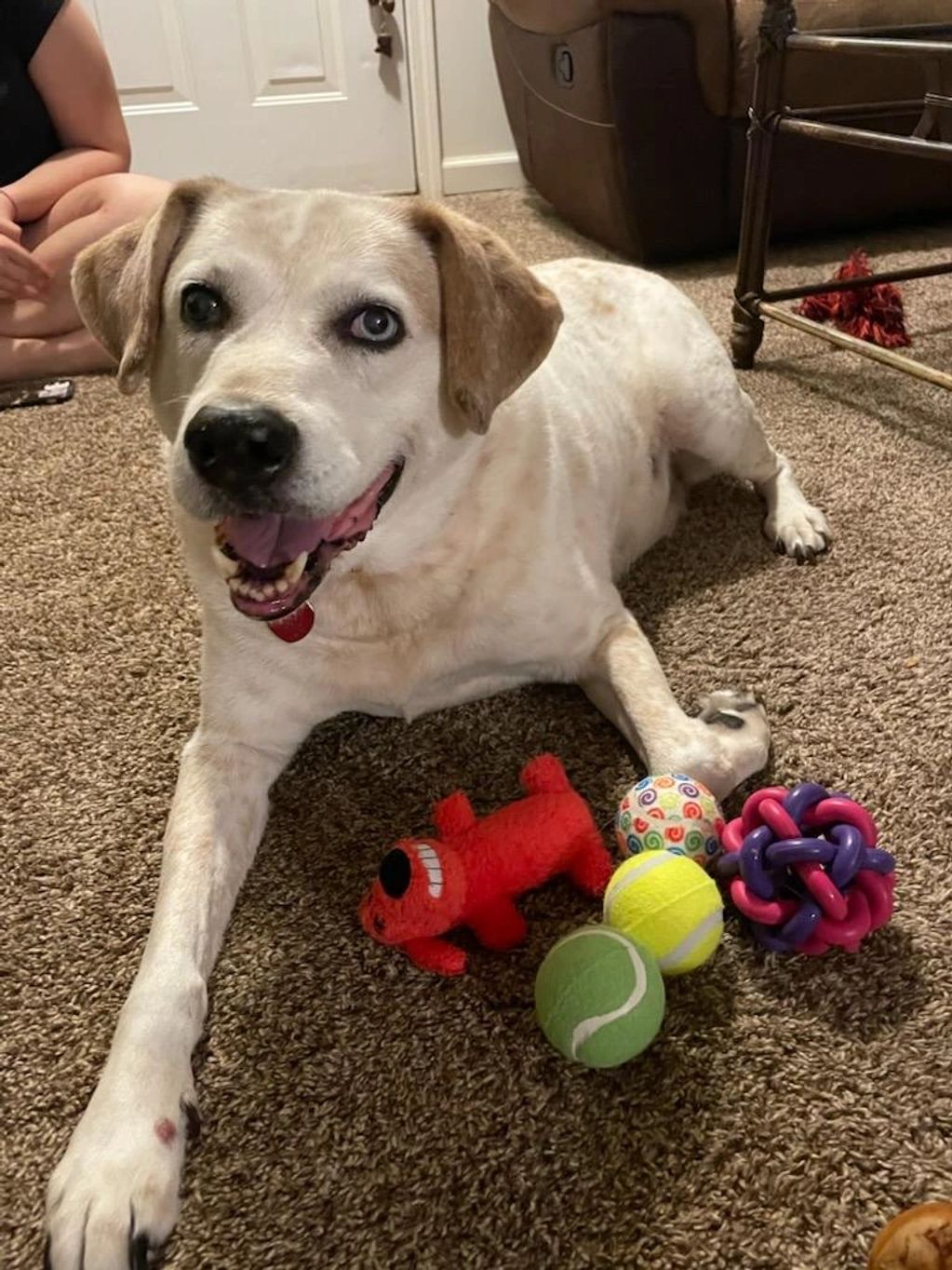 Dog with his toys.