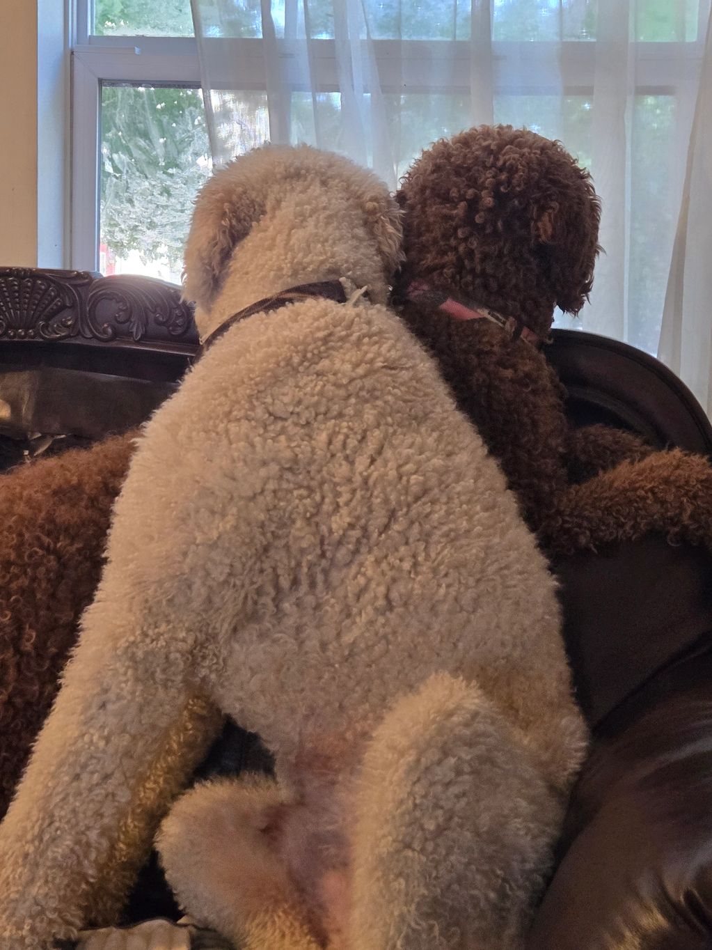 Two poodles looking out the window waiting.