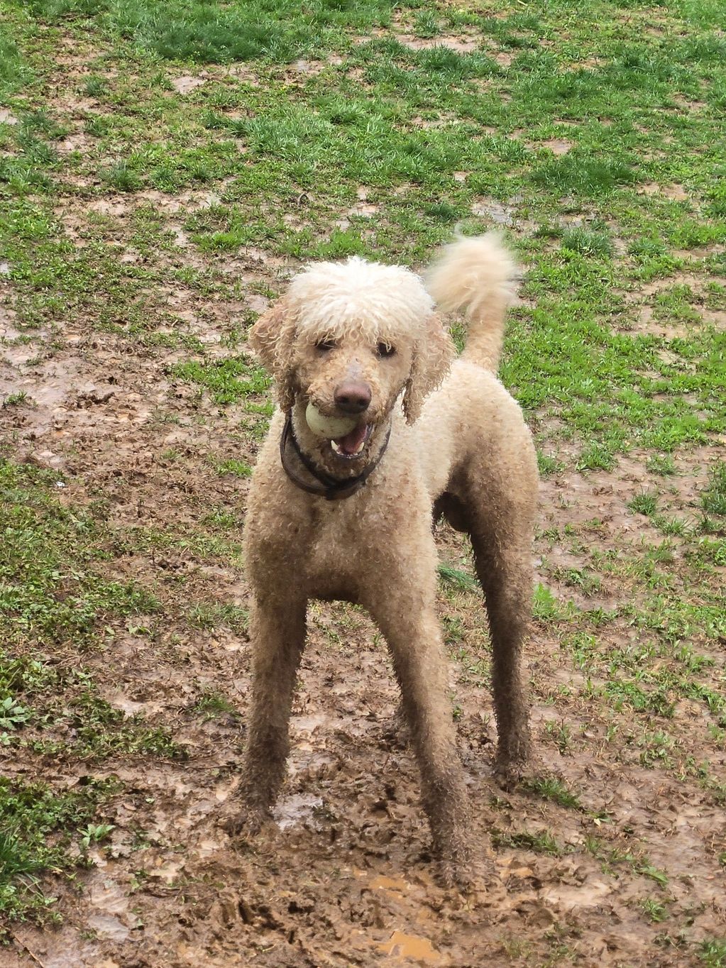 Muddy poodle with ball in mouth.