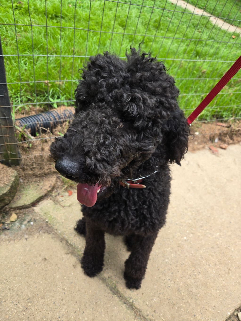 Poodle with tung hanging out.