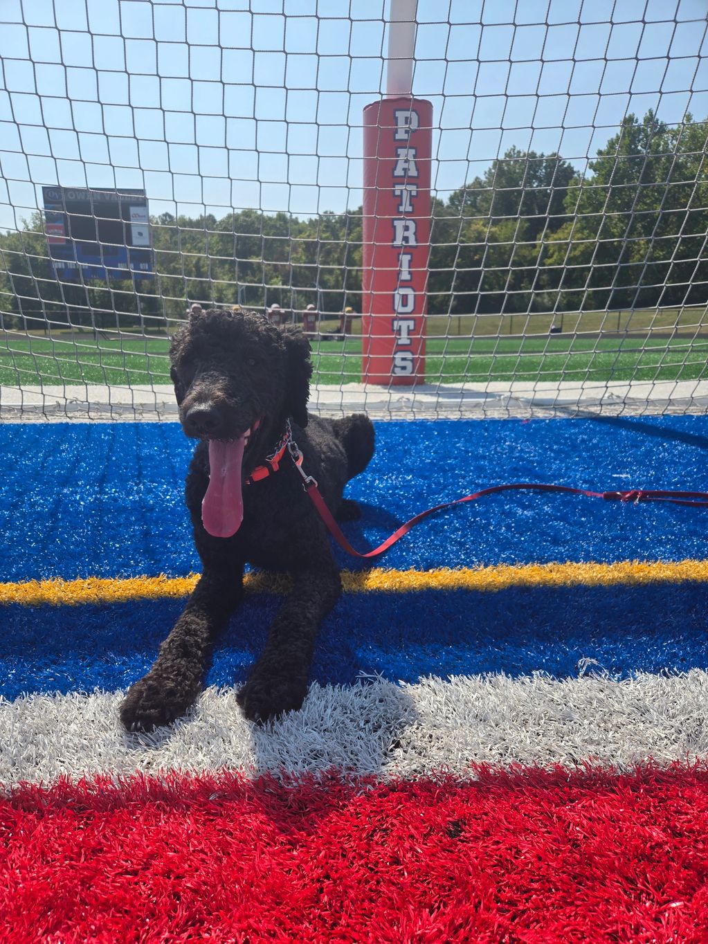 Poodle in endzone of football field.