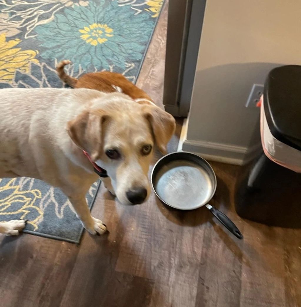 Dog with empty food pan.