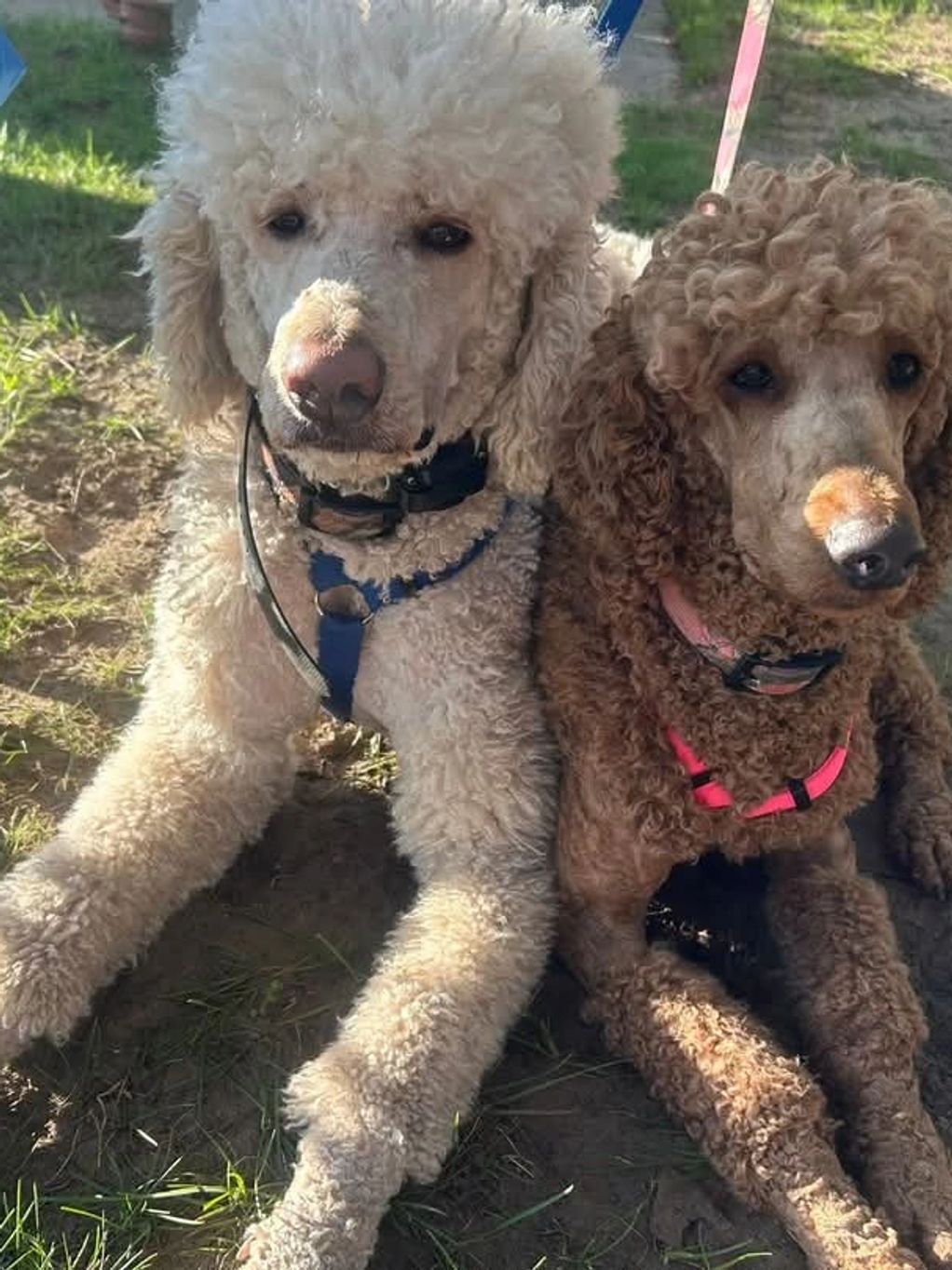 Two poodles laying on the ground.