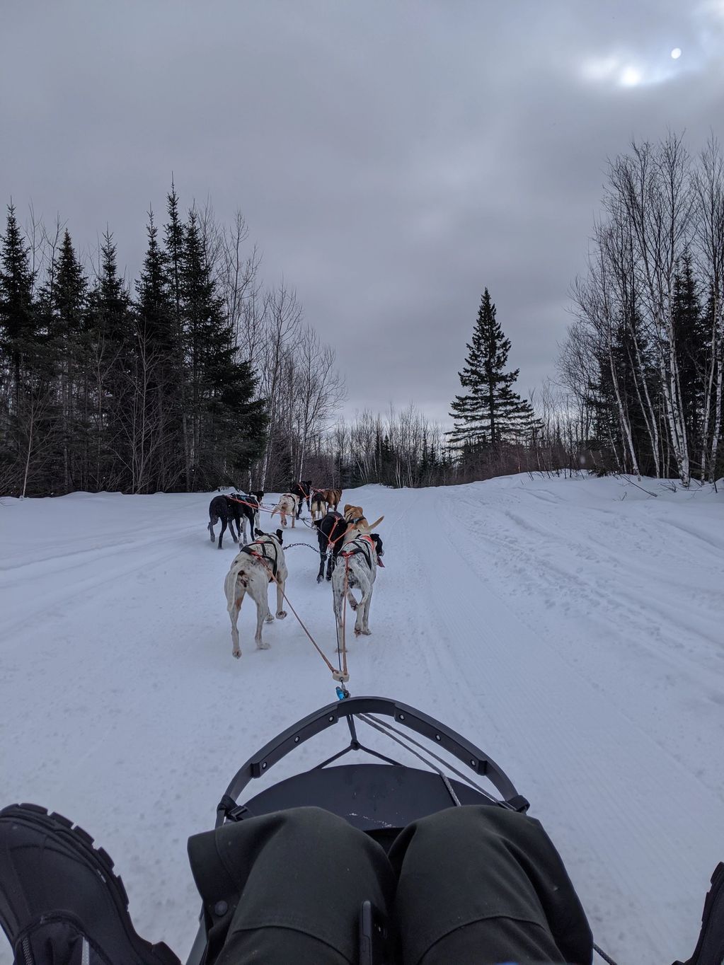 Dogs pulling dogsled.