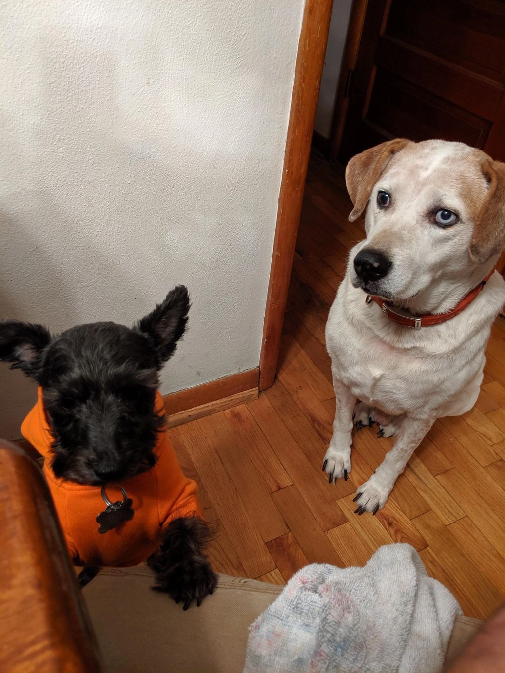 Two dogs begging for table scraps.