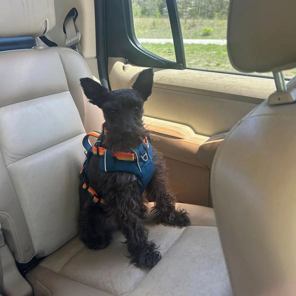 Minatare schnauzer in backseat of truck.