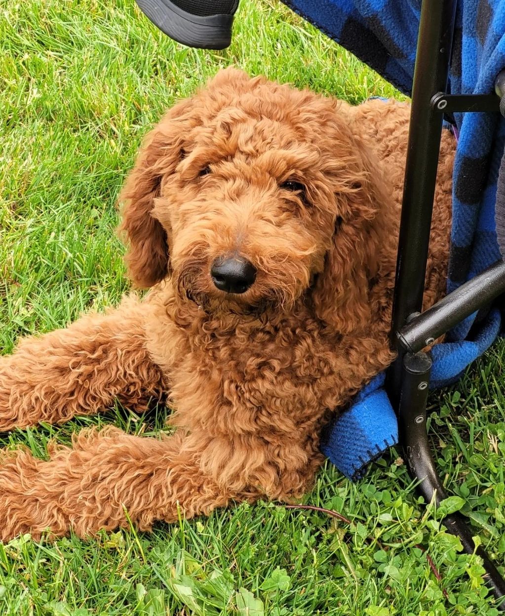 Poodle puppy laying under lawn chair.