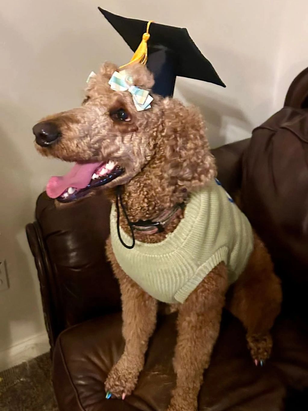 Poodle in sweater with graduation cap.