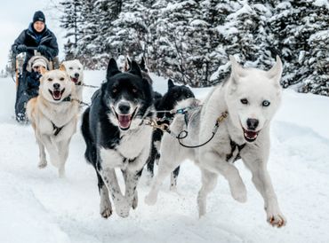 페어뱅크스 개썰매