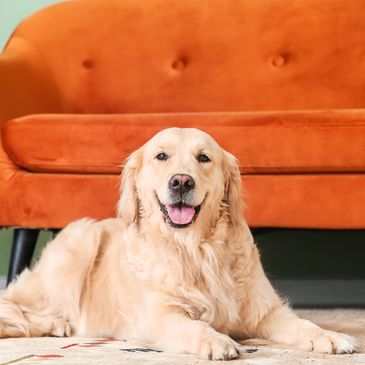 Golden retriever smiling in front of an orange couch