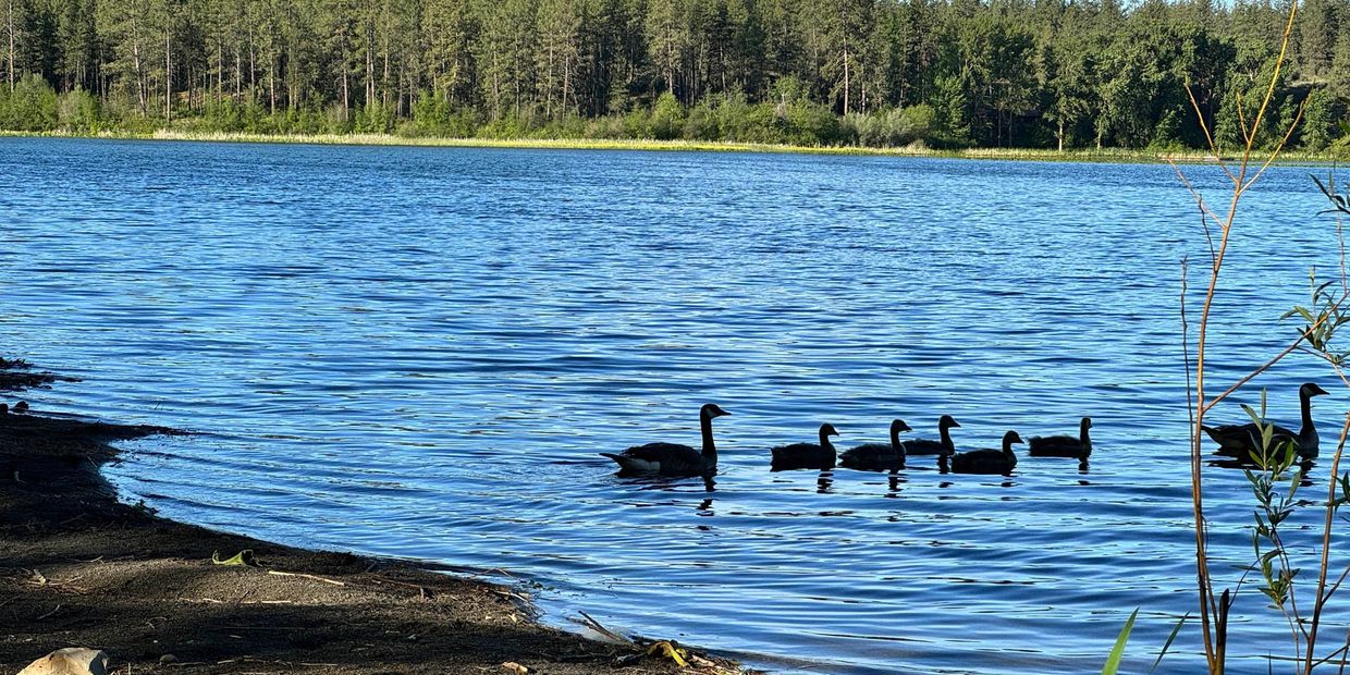 Cheney Washington lake with a family of ducks swimming in a line on top of the water