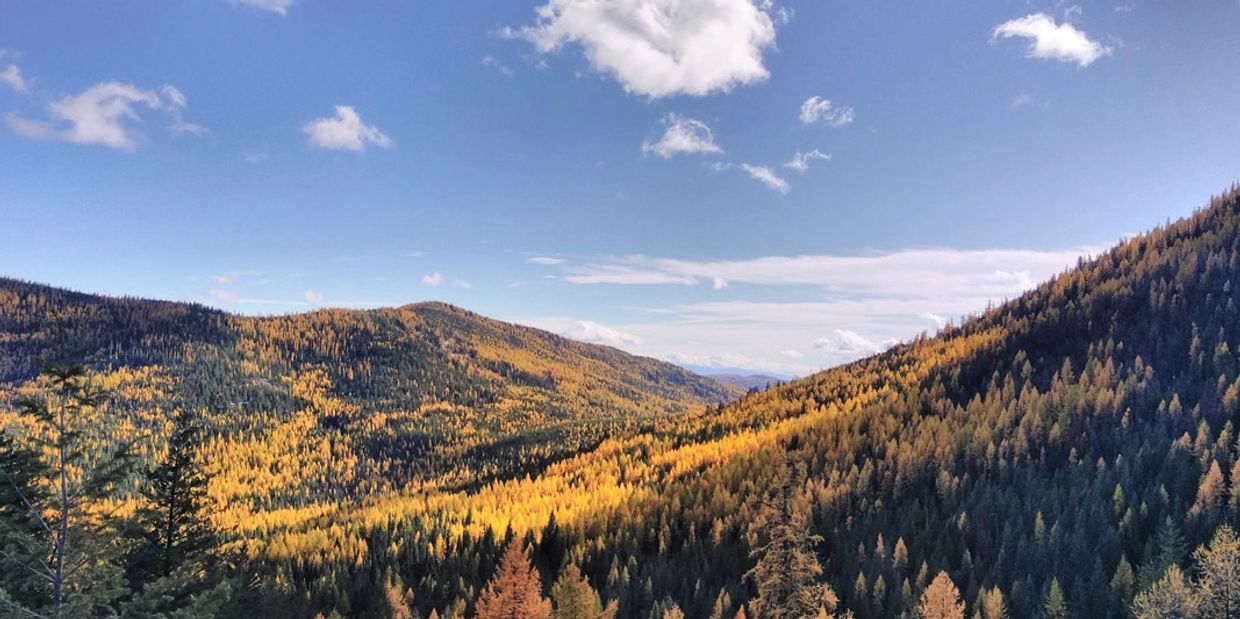 Landscape tree top photo of Colville National Forest in Washington