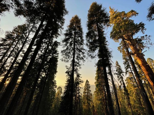 Congress Trail in Sequoia National Park