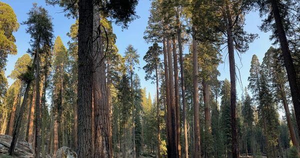 Congress Trail at Sequoia National Park
