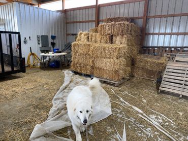 In barn, Osage walking towards, straw stack in back ground, empty trailer