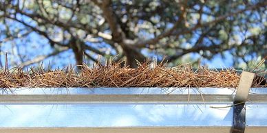 Gutters full of unwanted pine needles.