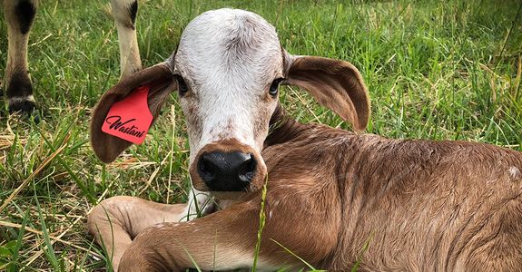 Wastani Bull Calf moderate long eared cattle