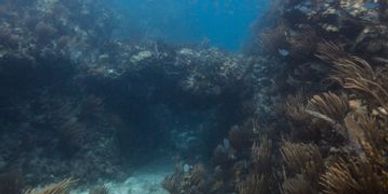 Dive sites: Arch on Bronco Billy