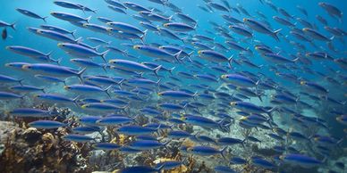 Dive sites: Seal Dog Rock
