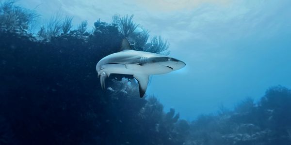 Dive sites: Reef shark at Ginger steps