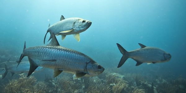 Fish on our dive sites