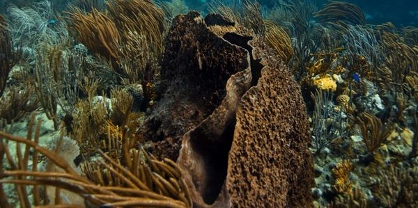 Dive sites: Big sponge at Alice in Wonderland