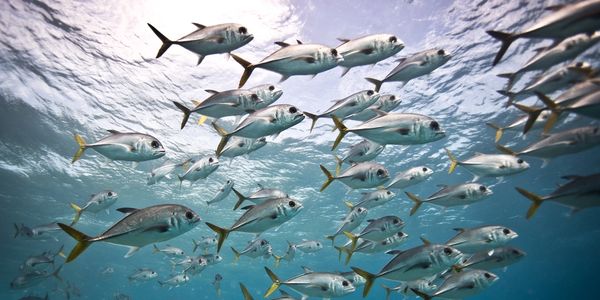 Big school of fish on Vanishing Rock, one of our dive sites