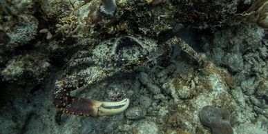 Dive sites: Seal Dog Island