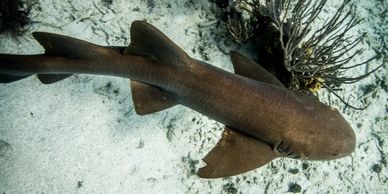 Dive sites: Nurse shark at Wall to wall