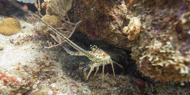 Dive sites: Lobster at the Visibles