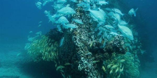 Fish  and wreck on one of our dive sites: The Chikuzen