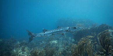 Dive sites:A barracuda on POS