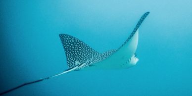 Dive sites: Eagleray at Flinstones
