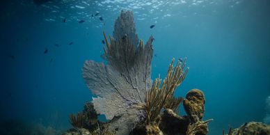 Coral on one of our dive sites Mt Point