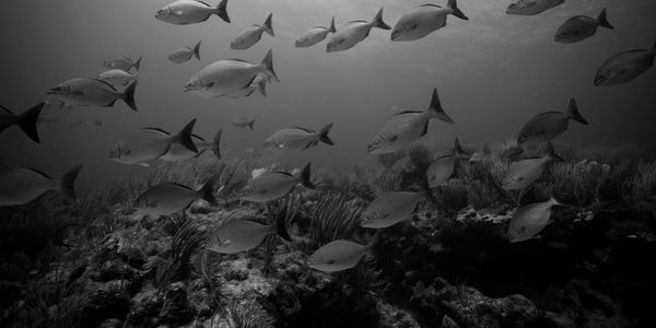 Fish on one of our dive sites: The invisibles