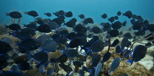 Big school of fish on Cromis Reef, one of our dive sites