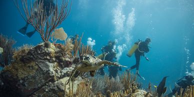 Dive sites: Turtle at Coral Gardens