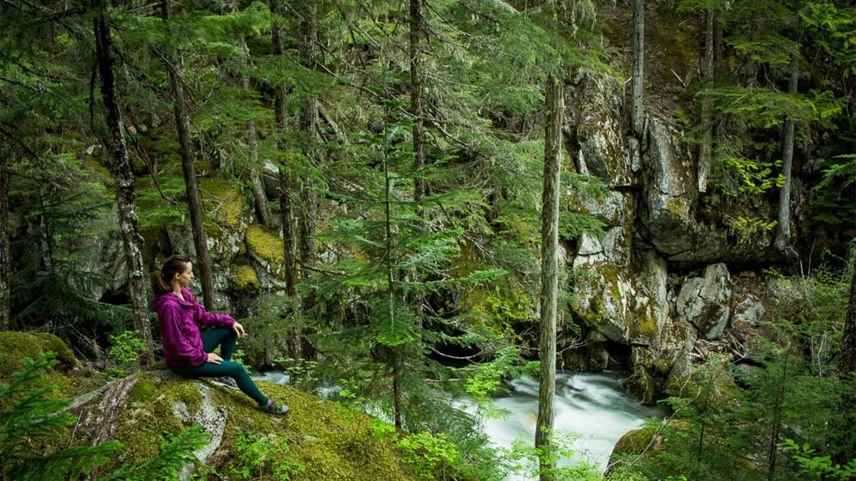 ATHIRAPPILLI - VAZHCHAL FOREST & RIVER CONTAINS FULL OF HERBS . FOREST BATHING BY FOREST BATH CLUB