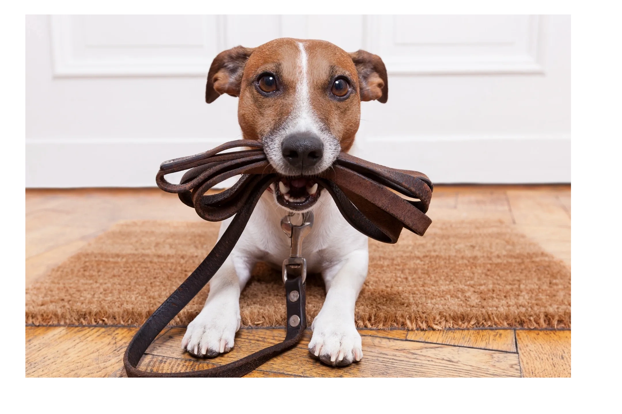Dog holding a leash, ready for a walk.