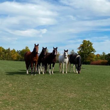 Five horses in a filed. The horses names are Dipper, Geronimo, Bee Bee, Athena and Sienna.