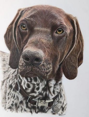 Close-up portrait of a brown and white spotted dog with expressive eyes and a collar.