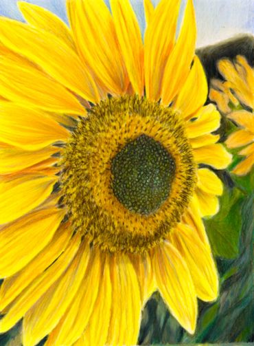 coloured pencil drawing of a large sunflower